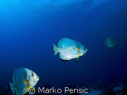 Chasing tails Orbicular Spadefish (platax orbicularis) So... by Marko Perisic 